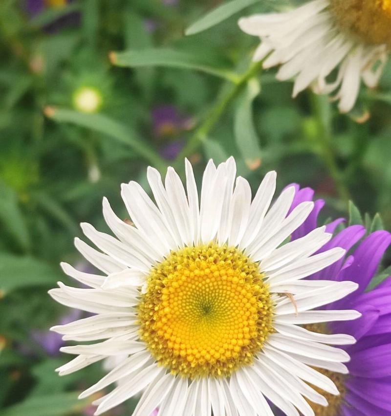 白菊的花语及其象征意义（白菊的花语与美好寓意）