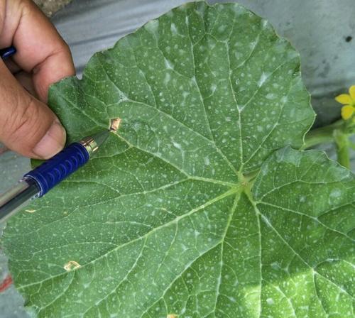 哈密瓜病毒病有哪些症状?如何有效防治? 哈密瓜病毒病有哪些症状?如何有效防治?