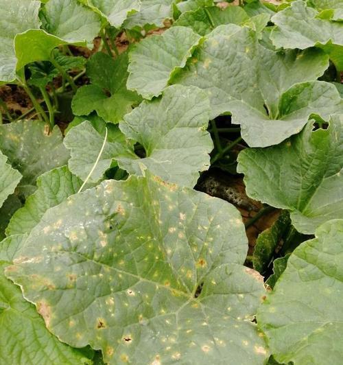 哈密瓜病毒病有哪些症状?如何有效防治? 哈密瓜病毒病有哪些症状?如何有效防治?