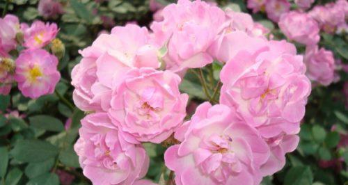 蔷薇花的花语（揭开蔷薇花颜色的秘密）