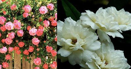 蔷薇花的花语（揭开蔷薇花颜色的秘密）