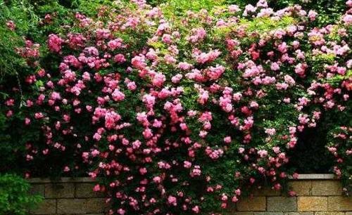 蔷薇花的花语（揭开蔷薇花颜色的秘密）