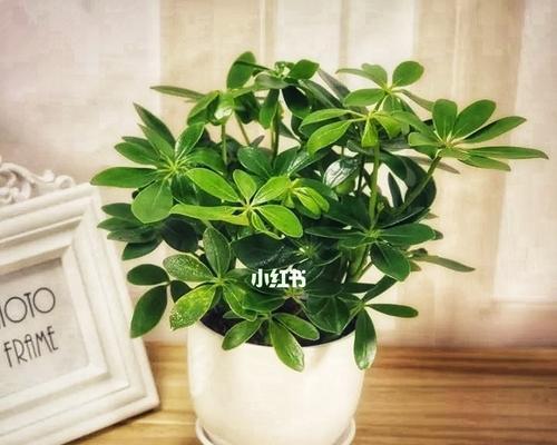 属虎的人种什么植物最好？有哪些吉祥植物推荐？