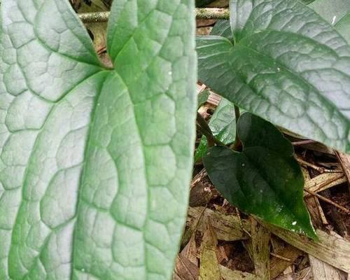 属虎的人种什么植物最好？有哪些吉祥植物推荐？