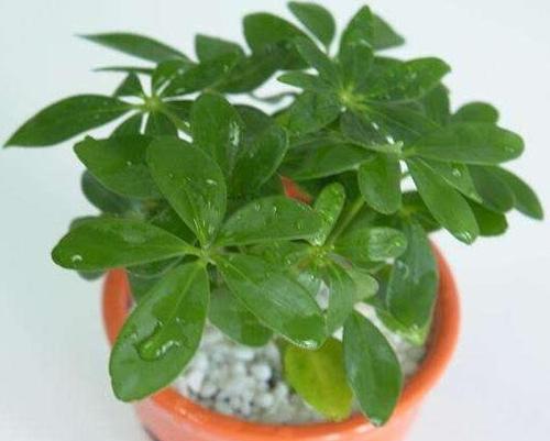 属虎的人种什么植物最好？有哪些吉祥植物推荐？