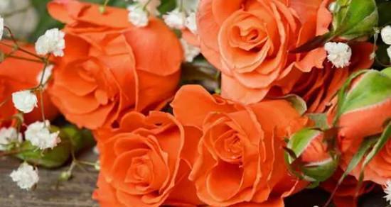 泰姬玫瑰花语（探寻泰姬玫瑰花语的深层意义）