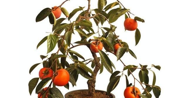 每天吃多少柿子最健康？柿子的正确食用量是多少？