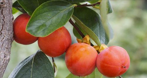 每天吃多少柿子最健康？柿子的正确食用量是多少？