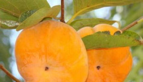 每天吃多少柿子最健康？柿子的正确食用量是多少？