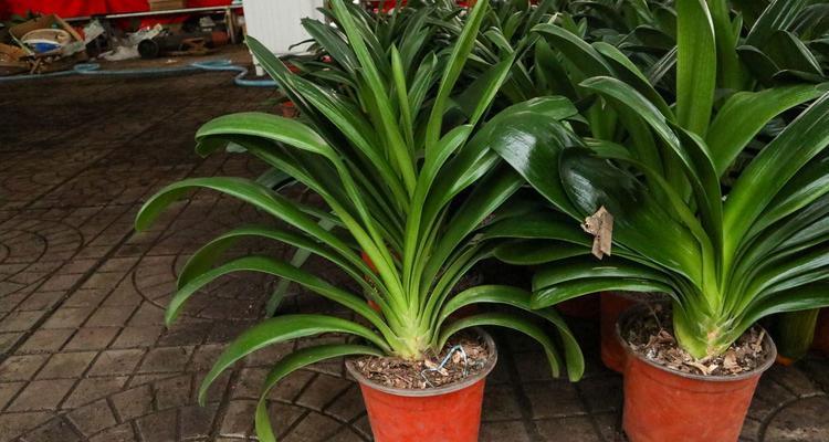 象征财富的植物——财富之源（绿色金钱的象征与寓意）