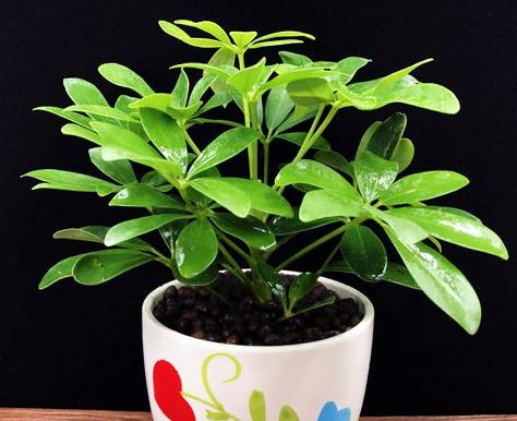 象征财富的植物——财富之源（绿色金钱的象征与寓意）