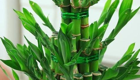 象征财富的植物——财富之源（绿色金钱的象征与寓意）