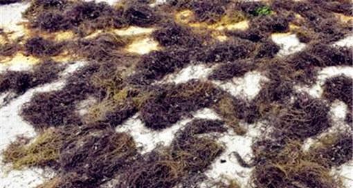 发菜通常生长在哪些地方？如何辨别发菜的生长环境？