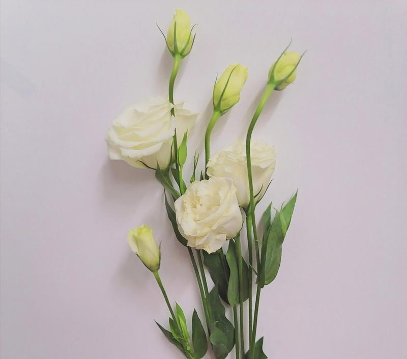 白色洋桔梗花语的深意（洋桔梗花语的美丽之谜与传承）