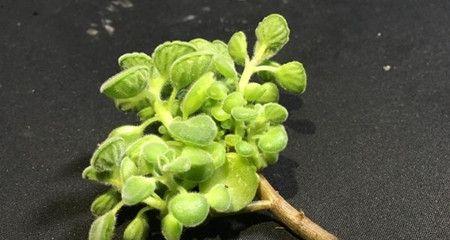 碰碰香扦插繁殖方法是什么？成功率高吗？