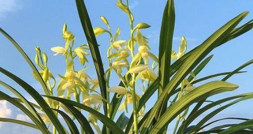 象征忠贞爱情的植物（15种以植物为主题的表达爱情的方式）