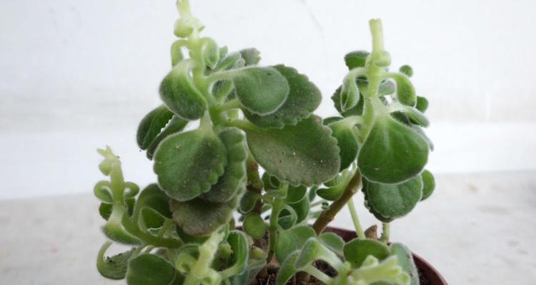 碰碰香扦插繁殖方法是什么？成功率高吗？