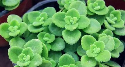 碰碰香扦插繁殖方法是什么？成功率高吗？