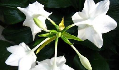 象征忠贞爱情的植物（15种以植物为主题的表达爱情的方式）