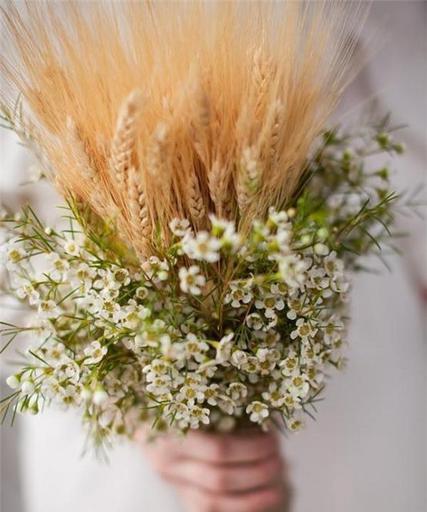 麦穗的花语与寓意（唤起生命的希望与坚韧——揭秘麦穗的花语和寓意）