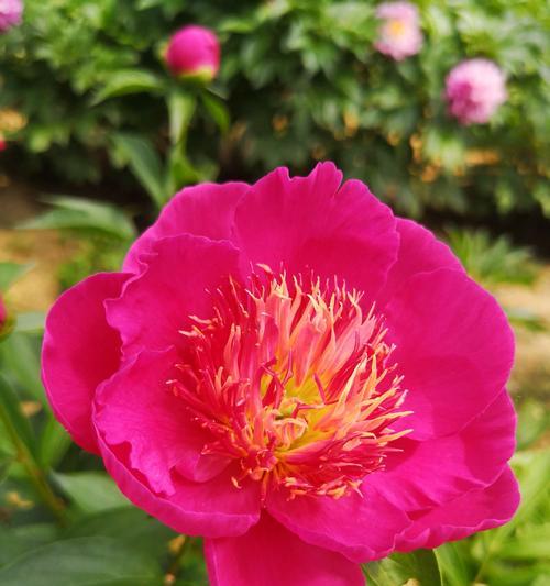 白芍的花期是多久？最佳观赏期是什么时候？