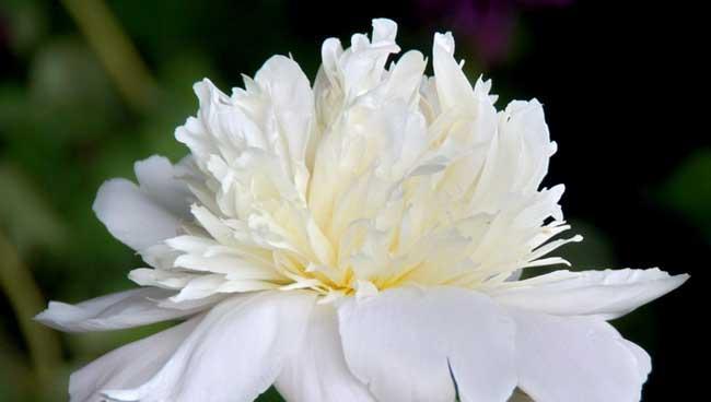 白芍的花期是多久？最佳观赏期是什么时候？