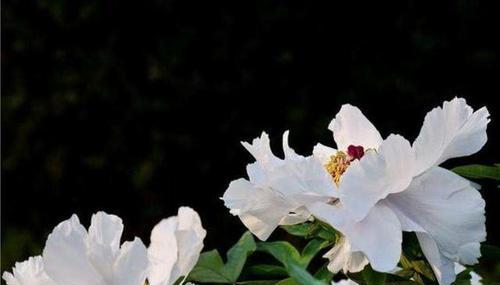 白芍的花期是多久？最佳观赏期是什么时候？