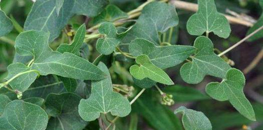 以何首乌的风水寓意及摆放位置（探索以何首乌的吉祥之道）