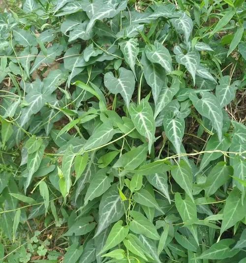 以何首乌的风水寓意及摆放位置（探索以何首乌的吉祥之道）