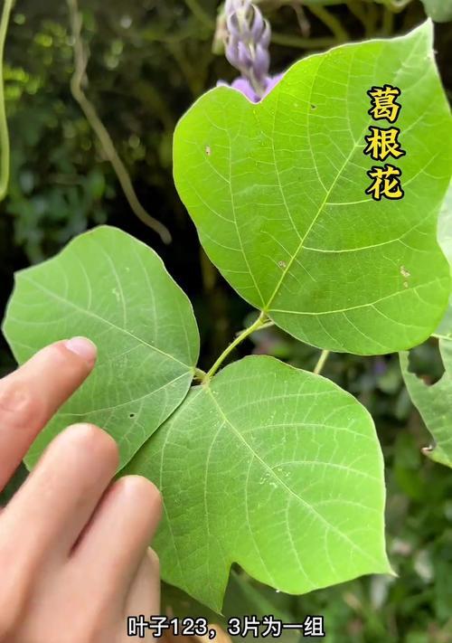 葛根开花吗？葛根开花的样子是怎样的？