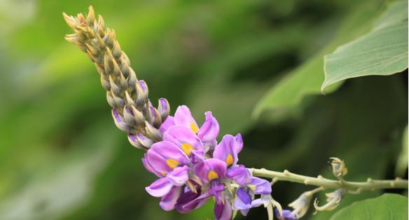 葛根开花吗？葛根开花的样子是怎样的？