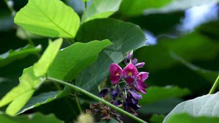 葛根开花吗？葛根开花的样子是怎样的？