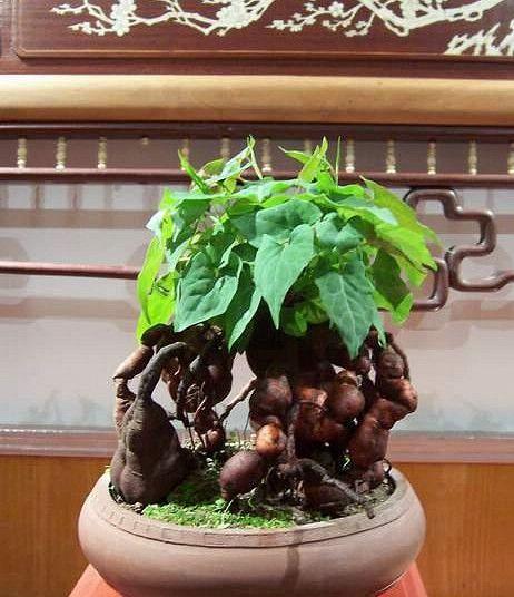 以何首乌的风水寓意及摆放位置（探索以何首乌的吉祥之道）