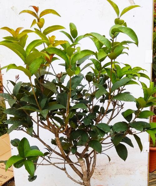 天香台阁花期是什么时候？如何确定最佳观赏时间？