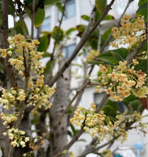 天香台阁花期是什么时候？如何确定最佳观赏时间？