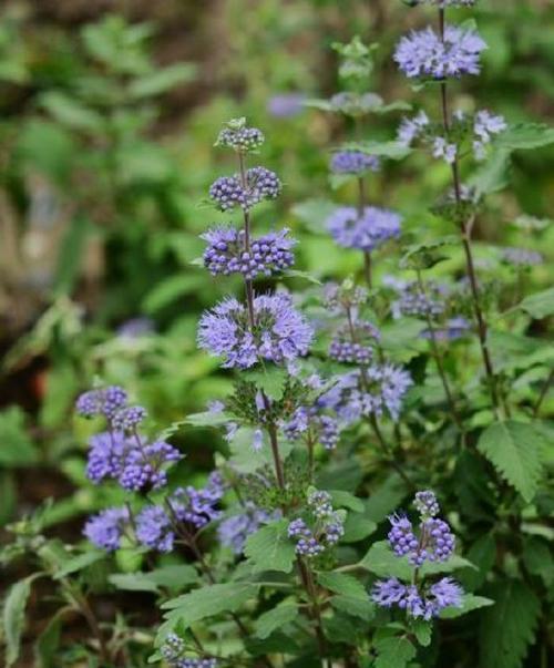 天香台阁花期是什么时候？如何确定最佳观赏时间？