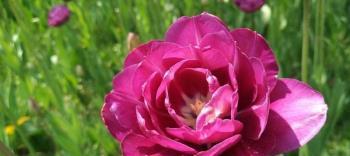 紫色郁金香花语(探索紫色郁金香的神秘花语) 紫色郁金香花语(探索紫色郁金香的神秘花语)