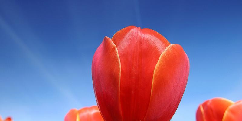 紫色郁金香花语(探索紫色郁金香的神秘花语) 紫色郁金香花语(探索紫色郁金香的神秘花语)