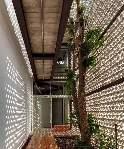 天井里适合种什么植物？如何选择合适的植物种类？