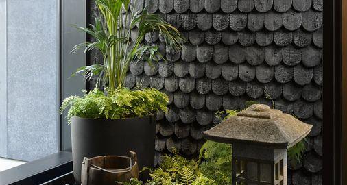 天井里适合种什么植物？如何选择合适的植物种类？