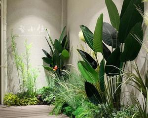 天井里适合种什么植物？如何选择合适的植物种类？