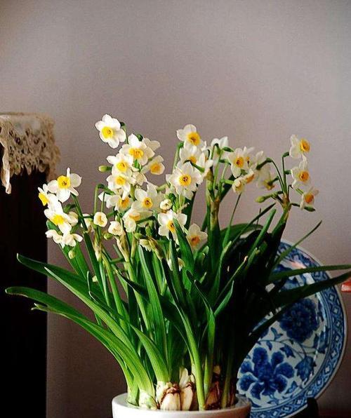 水仙花的花语和寓意（揭秘水仙花的真正意义）