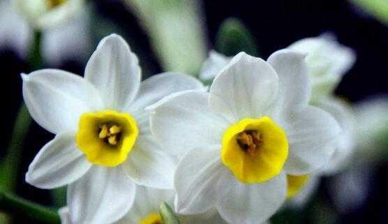 水仙花的花语和寓意（揭秘水仙花的真正意义）