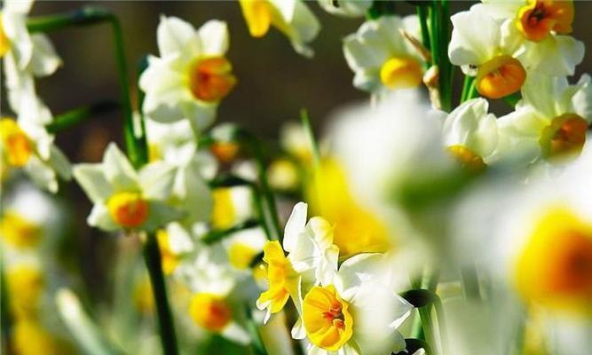 水仙花的花语和寓意（揭秘水仙花的真正意义）