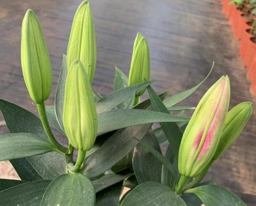 百合花施什么肥最好？如何根据生长阶段选择肥料？