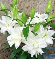 百合花施什么肥最好？如何根据生长阶段选择肥料？