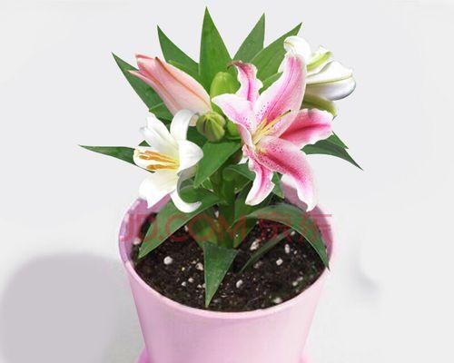 百合花施什么肥最好？如何根据生长阶段选择肥料？