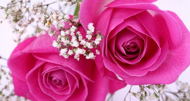 粉色玫瑰花的代表寓意（探秘粉色玫瑰花的美丽和象征意义）