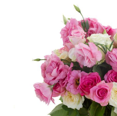 粉色玫瑰花的代表寓意（探秘粉色玫瑰花的美丽和象征意义）