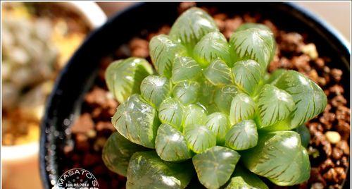 玉露服盆需要多久？服盆时间长怎么办？